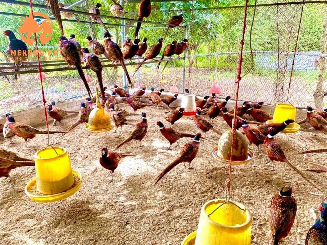 Trại Bán Giống Chim Trĩ Đỏ, Chim Trĩ Xanh Uy Tín Tại Tphcm, Bình Dương